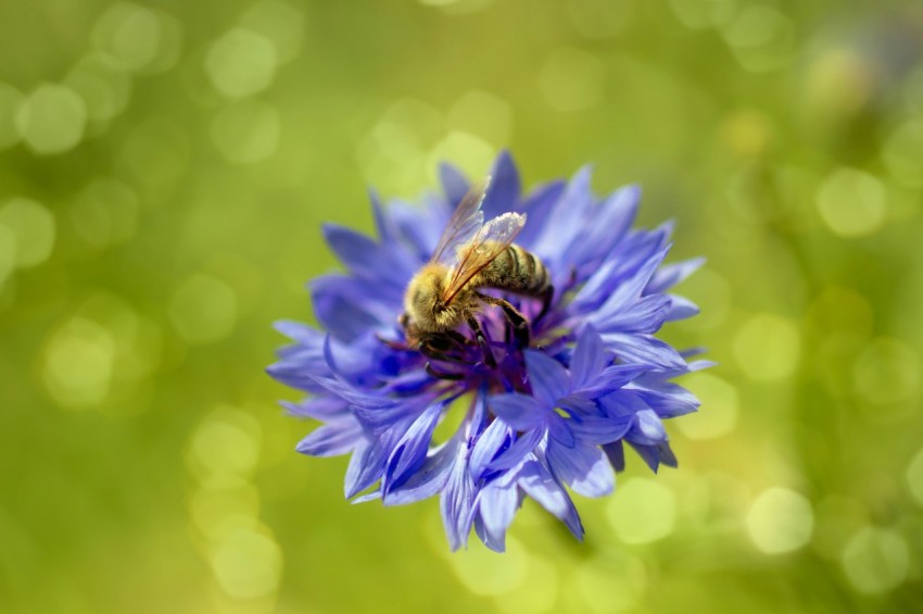 a blue flower with a bee on it