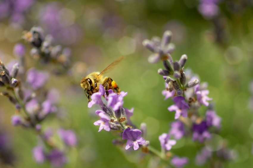 a bee sitting on top of a purple flower