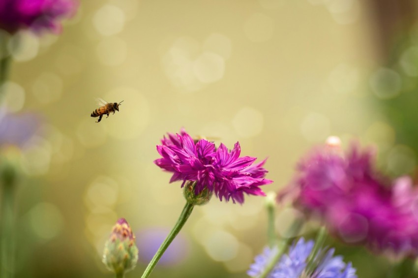 a bee flying over a bunch of purple flowers