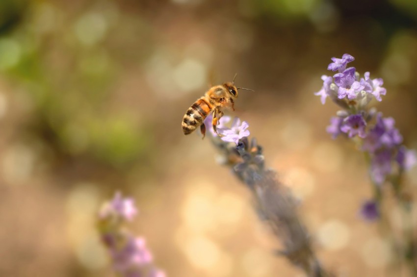 a bee flying over a purple flower in a field