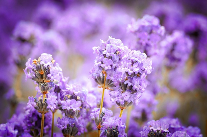 a bunch of purple flowers in a field FX4o8