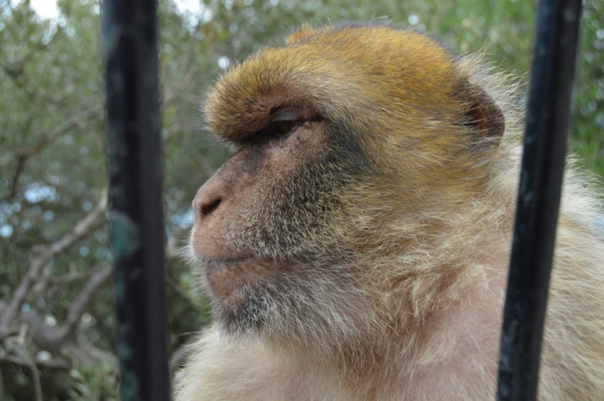 a monkey that is sitting behind a fence