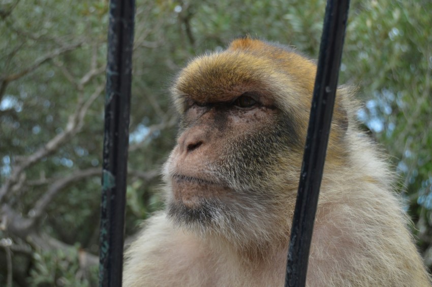 a monkey that is sitting in a cage