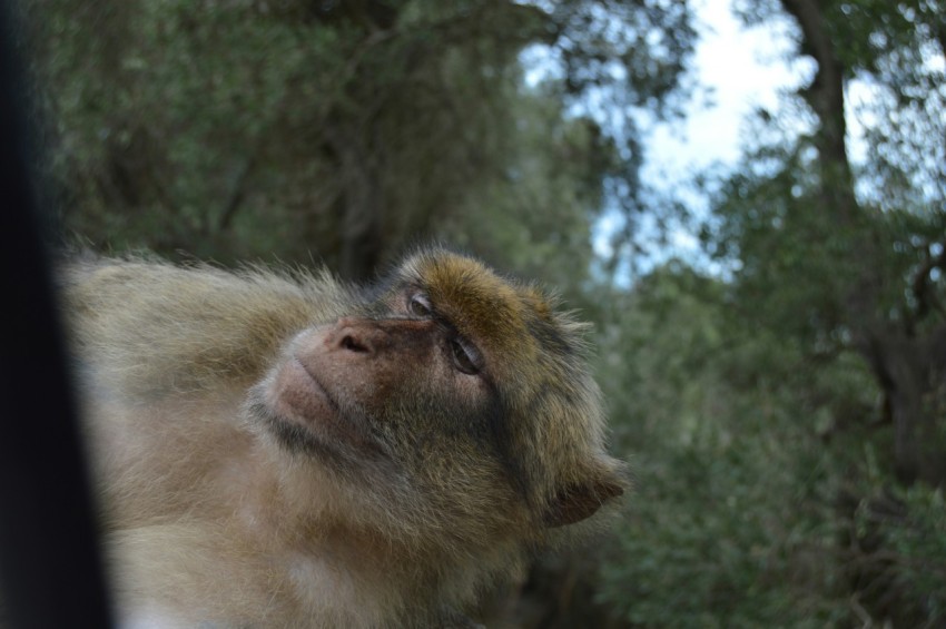 a monkey is looking out of a car window