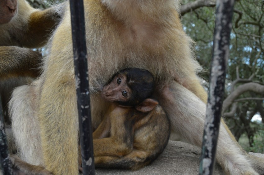 a group of monkeys sitting on top of a tree