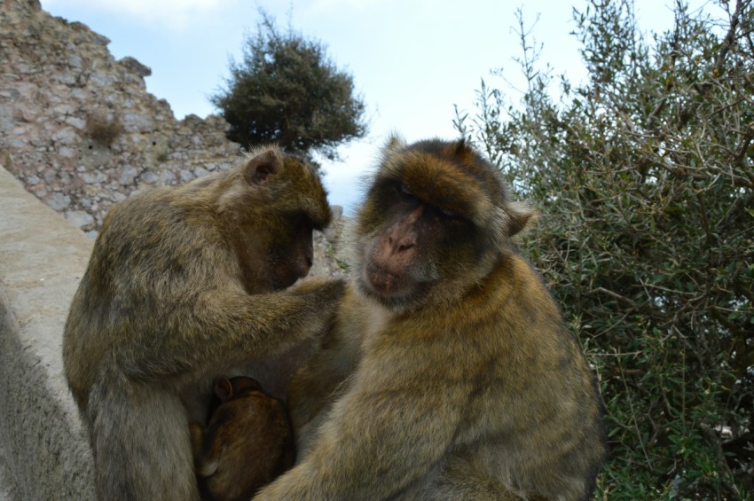 a couple of monkeys sitting on top of a stone wall