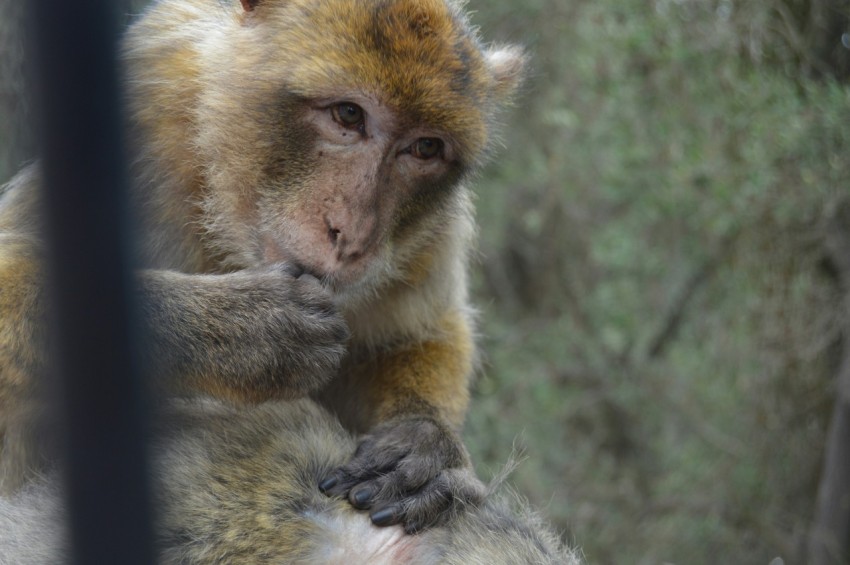 a monkey sitting on top of a tree branch