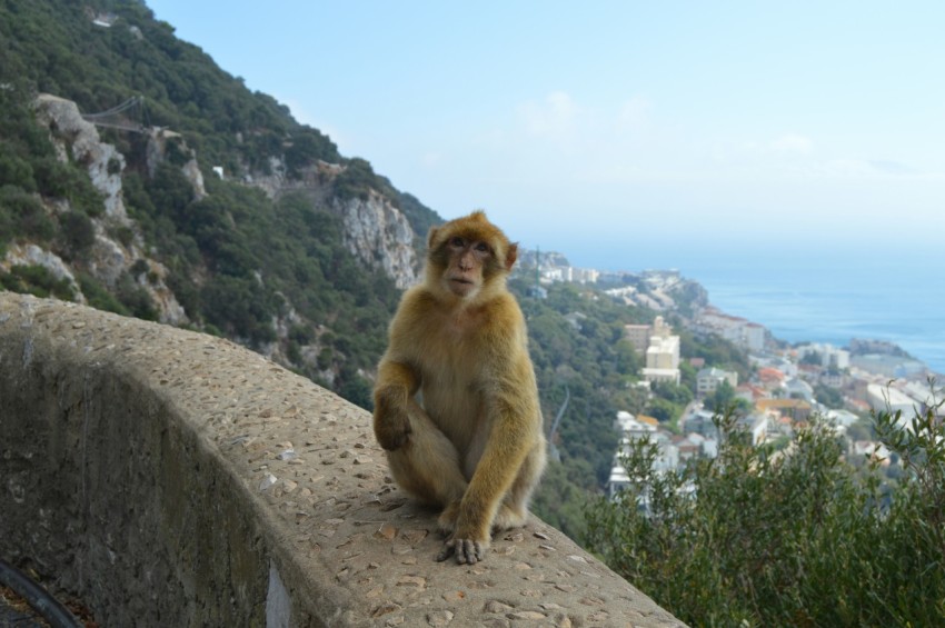 a monkey sitting on a ledge overlooking a city