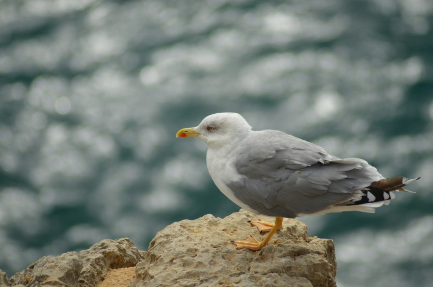 a seagull sitting on a rock near the ocean