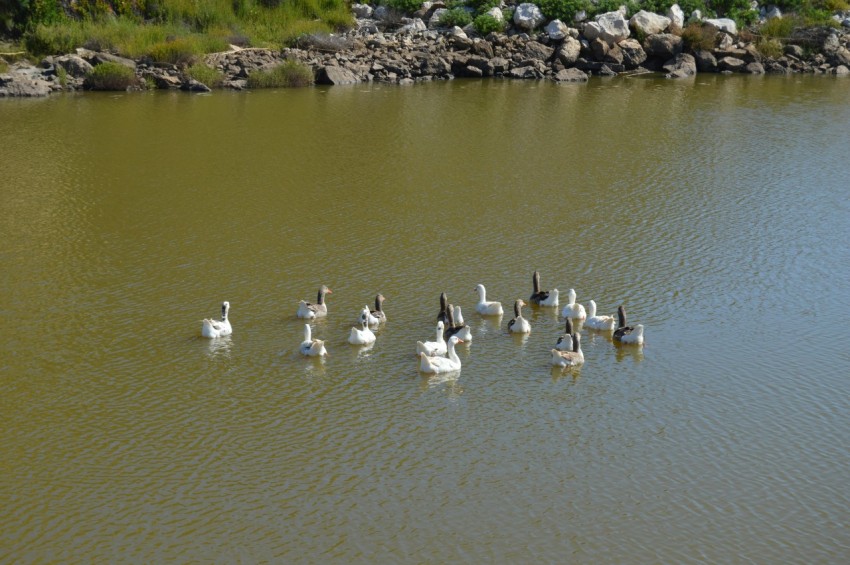 a flock of ducks floating on top of a lake