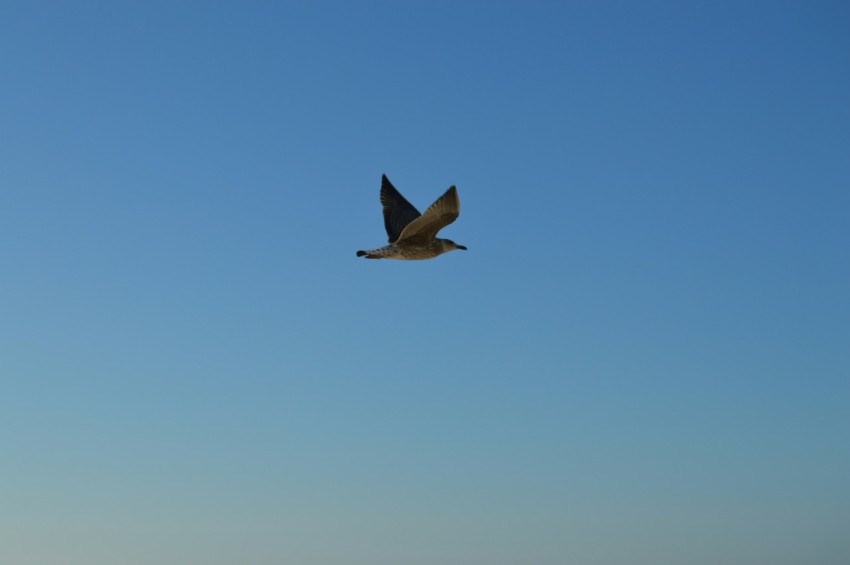 a bird flying in the sky over a beach