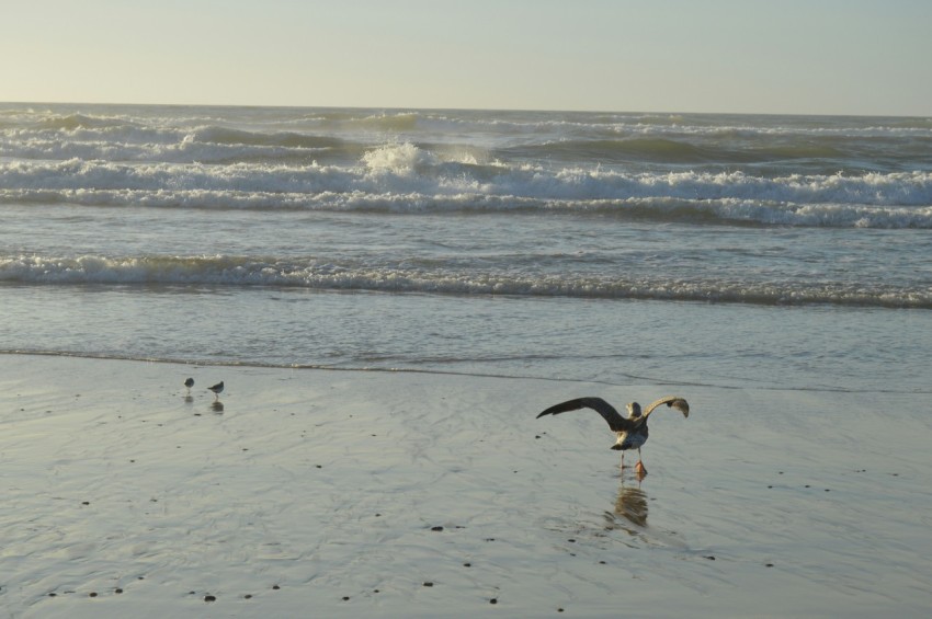 a bird is flying over the water at the beach DHkjGxQHv