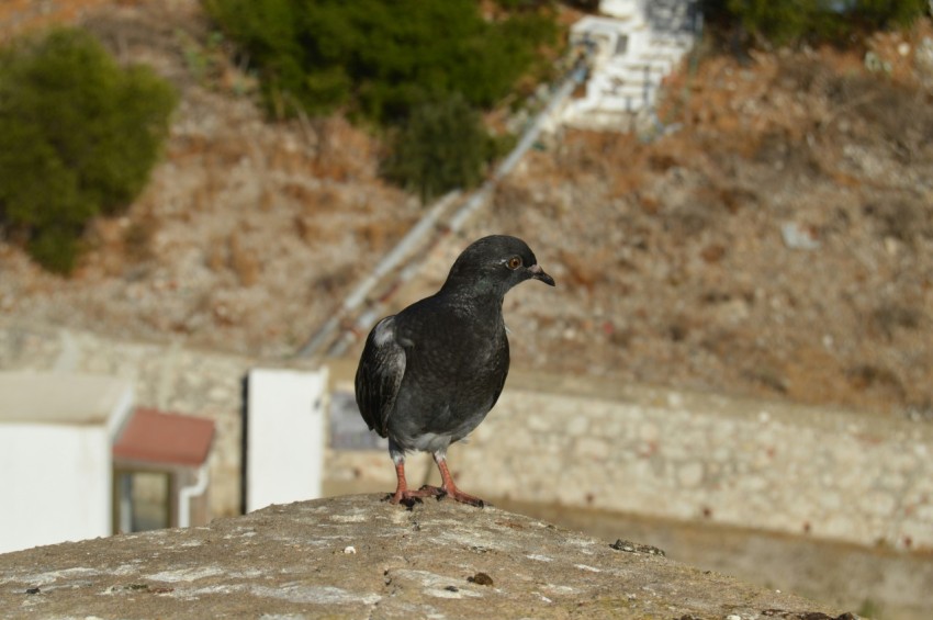 a black bird sitting on top of a stone wall