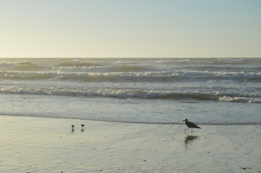 a bird standing on a beach next to the ocean