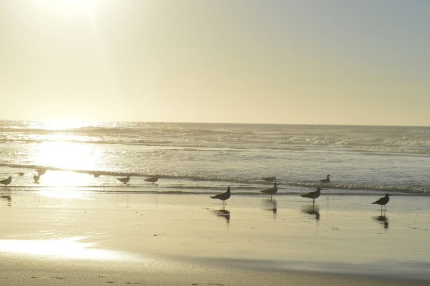 a flock of birds standing on top of a sandy beach