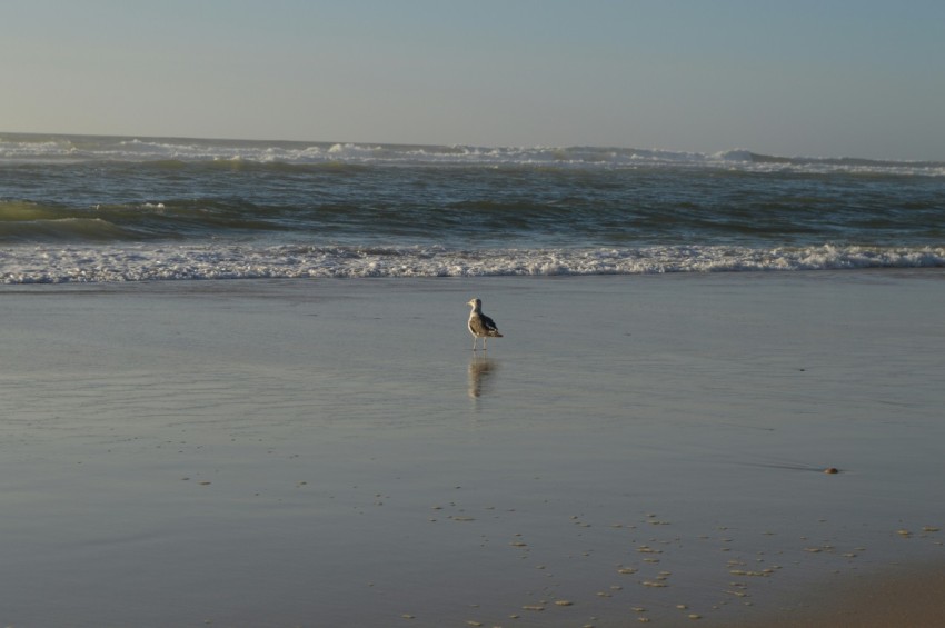 a bird is standing in the water at the beach