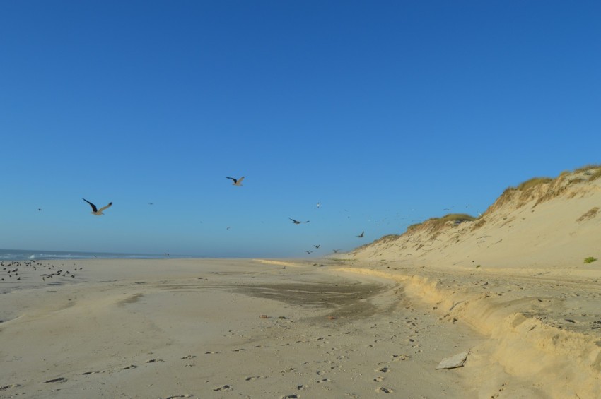 a sandy beach with a bird flying over it