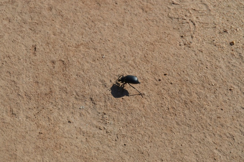 a bug crawling on the ground in the sand