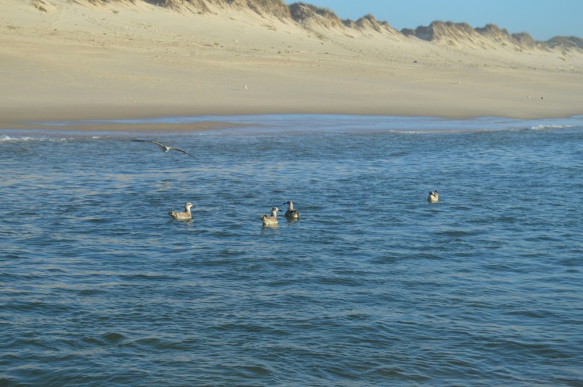 a flock of birds floating on top of a body of water