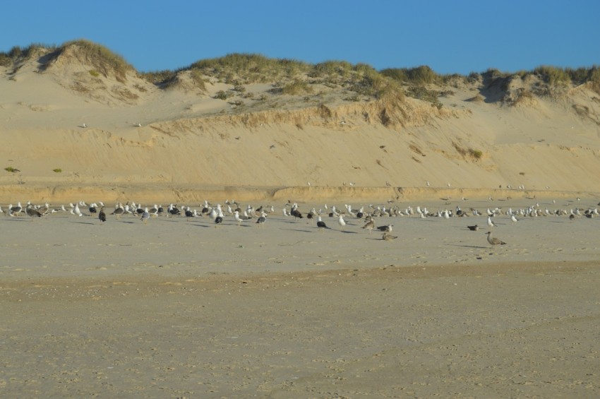 a flock of birds standing on top of a sandy beach