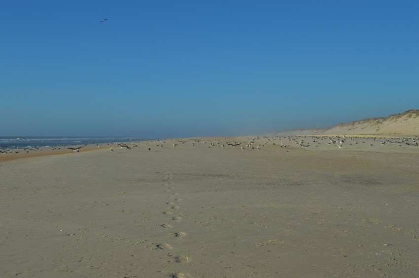 a sandy beach with footprints in the sand