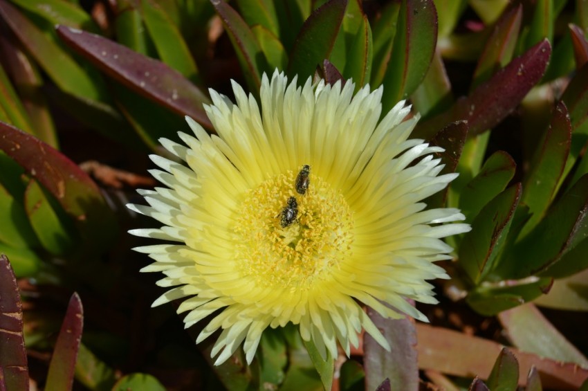 a yellow flower with a bee on it