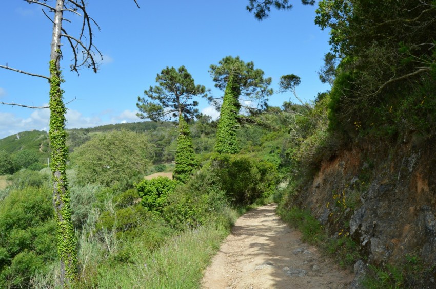 a dirt path in the middle of a forest