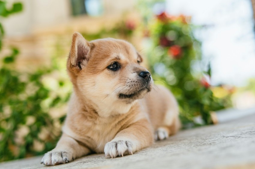 a small brown dog laying on top of a sidewalk