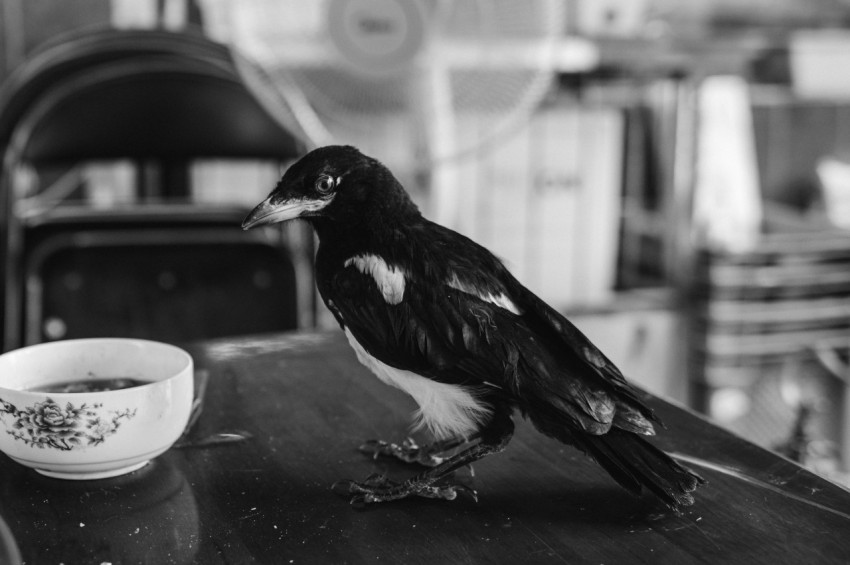 a bird sitting on a table next to a cup of coffee