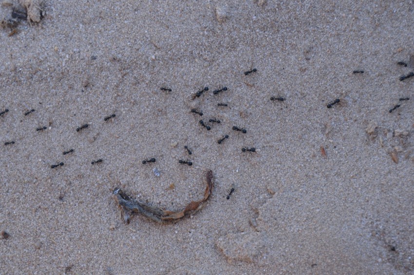 a group of dead fish on the sand zE1mZzfC