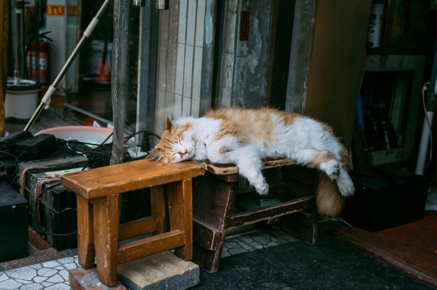 an orange and white cat laying on top of a wooden table