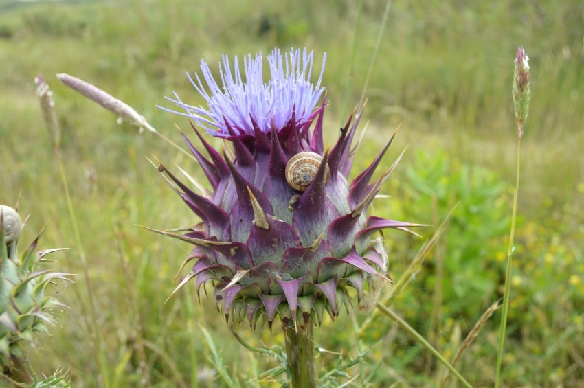 a purple flower in the middle of a field