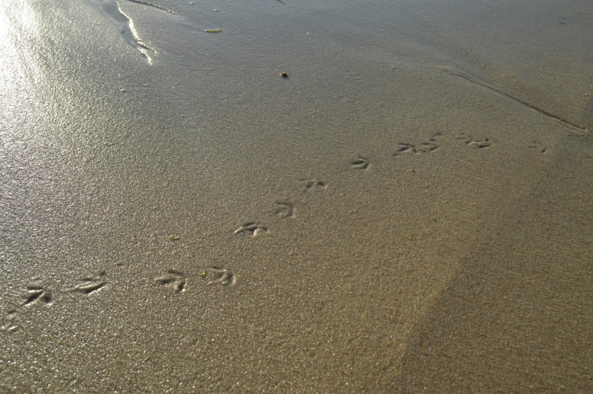 a beach with footprints in the sand and a sky background