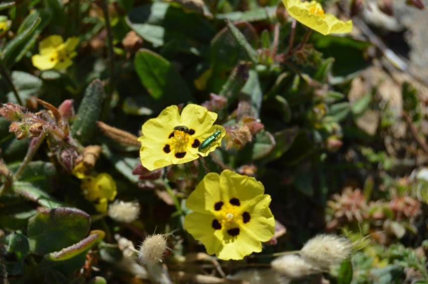 a close up of some yellow flowers on a plant