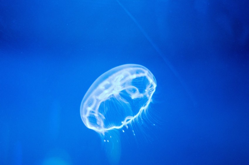 underwater jellyfish YSbD