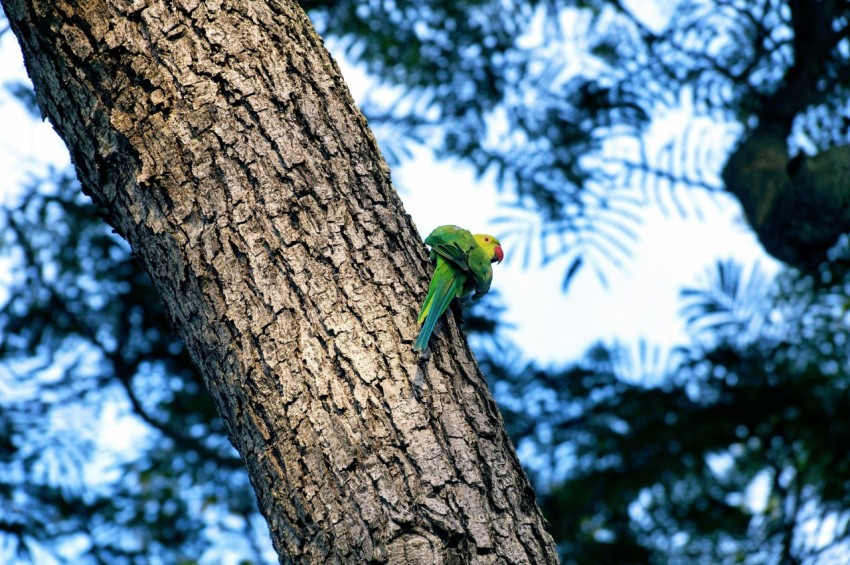 green bird on tree