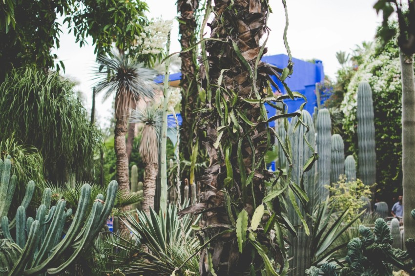 assorted plants in a garden