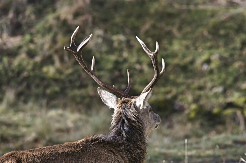 selective focus photo of deer during day