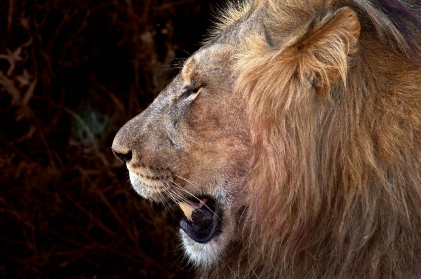 brown lion lying on brown grass during daytime