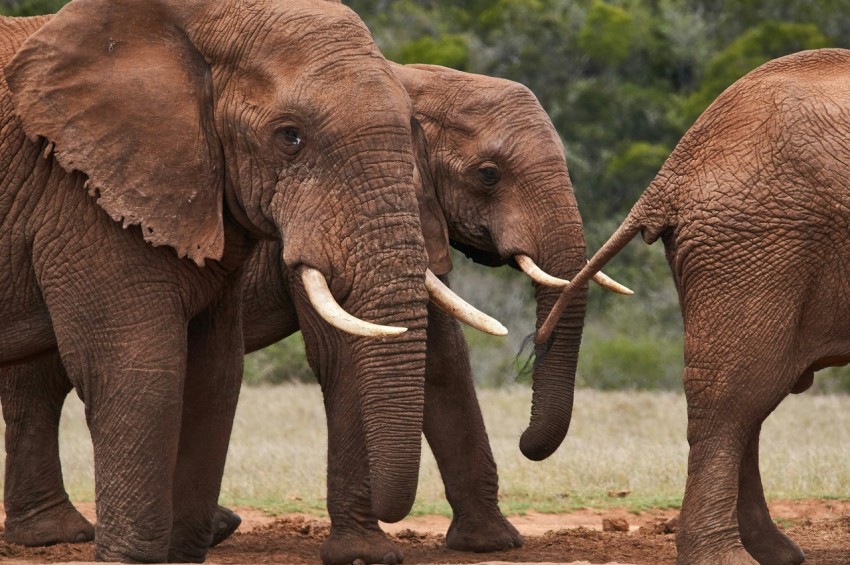 a group of elephants walk