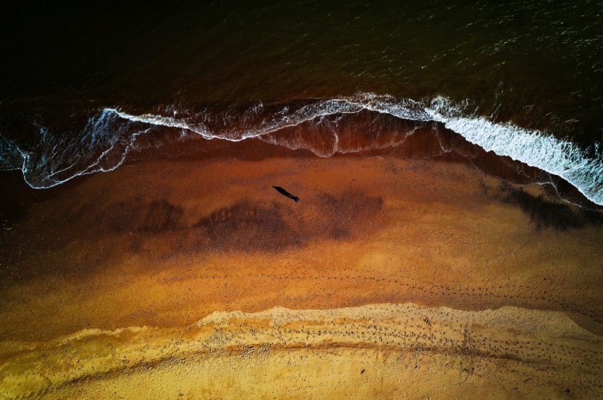 a bird flying over a sandy beach next to the ocean