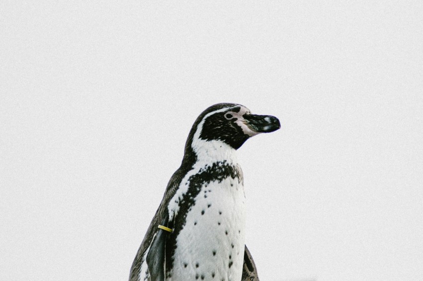 black and white bird on water