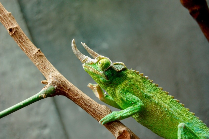 shallow focus photo of green reptile