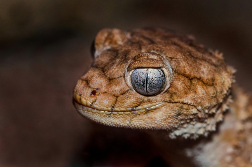 brown bearded dragon pWzcj7wnC