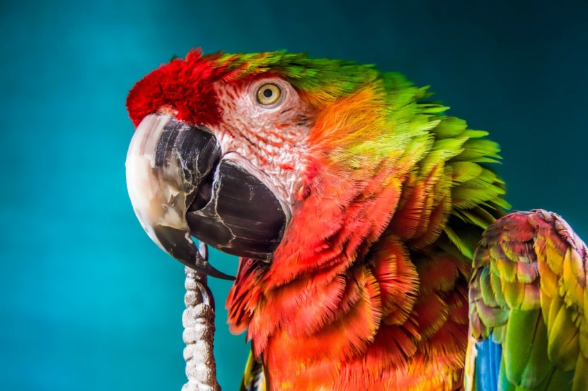 red yellow and green parrot