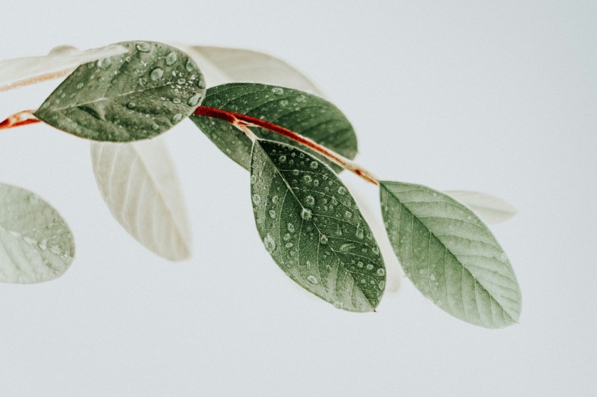 green leaves on white surface tgxqpsVG