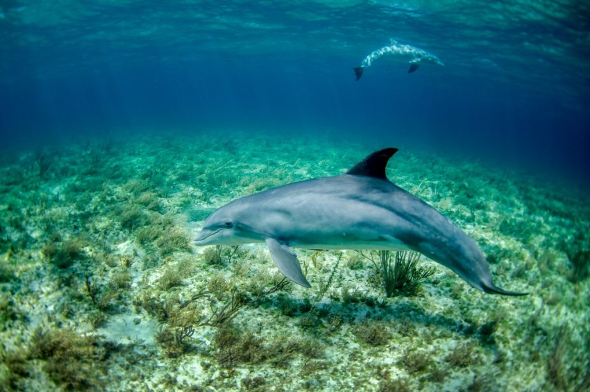 dolphin in body of water