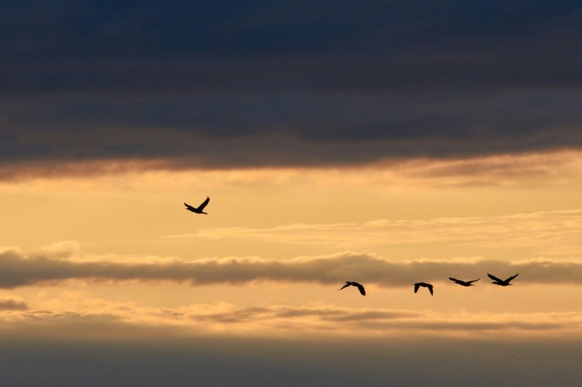 birds flying in the sky