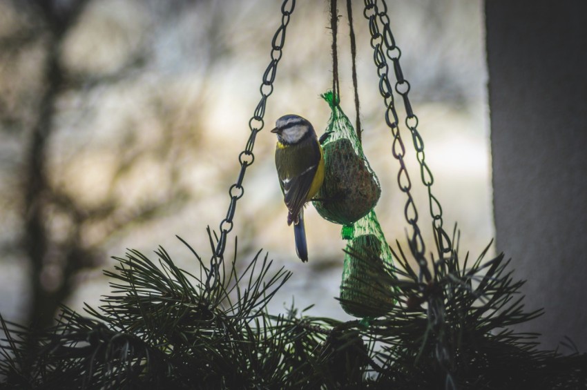 bird perching on hanging decor