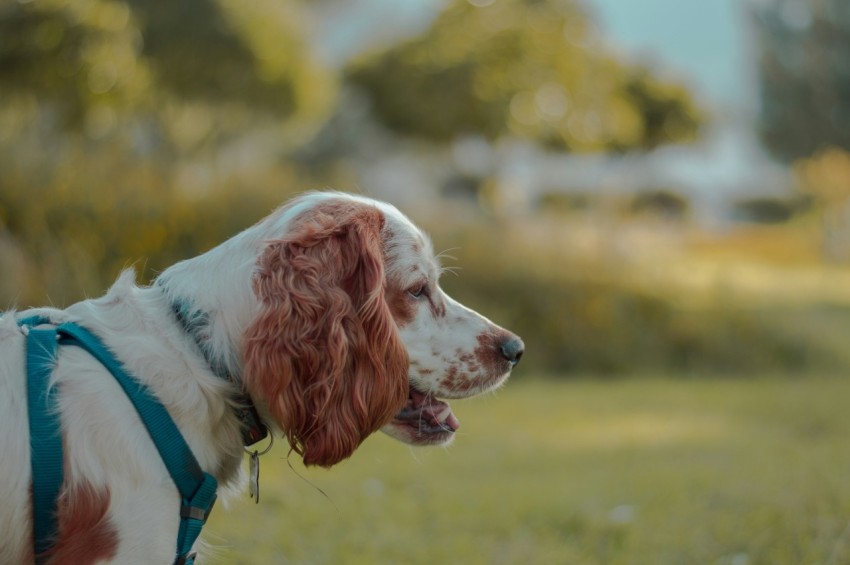 short coat white and brown dog during daytime